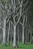 Beech Trees - Cross Stitch Chart (image for) Beech Trees - Cross Stitch Chart