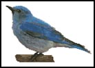 Blue Bird - Cross Stitch Chart (image for) Blue Bird - Cross Stitch Chart