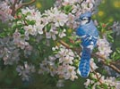 Blue Jay in Apple Blossoms (Large) - Cross Stitch Chart (image for) Blue Jay in Apple Blossoms (Large) - Cross Stitch Chart