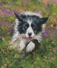 Border Collie Running - Cross Stitch Chart (image for) Border Collie Running - Cross Stitch Chart