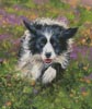 (image for) Border Collie Running (Large) - Cross Stitch Chart