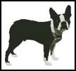 (image for) Boston Terrier - Cross Stitch Chart