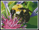 (image for) Bumble Bee - Cross Stitch Chart