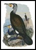 Cormorant - Cross Stitch Chart (image for) Cormorant - Cross Stitch Chart