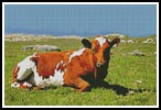 (image for) Cow - Cross Stitch Chart