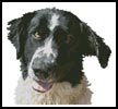 (image for) Dog Close Up - Cross Stitch Chart