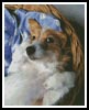 Dog in Basket - Cross Stitch Chart (image for) Dog in Basket - Cross Stitch Chart