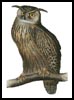 (image for) Eagle Owl - Cross Stitch Chart