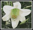 (image for) Easter Lily - Cross Stitch Chart