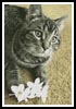(image for) Flower Cat - Cross Stitch Chart
