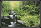 Forest Stream - Cross Stitch Chart (image for) Forest Stream - Cross Stitch Chart