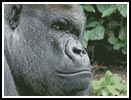 Gorilla 1 - Cross Stitch Chart (image for) Gorilla 1 - Cross Stitch Chart