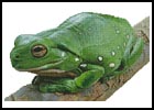 Green Tree Frog - Cross Stitch Chart (image for) Green Tree Frog - Cross Stitch Chart