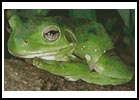 (image for) Green Tree Frog 2 - Cross Stitch Chart