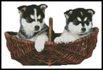 Husky Puppies - Cross Stitch Chart (image for) Husky Puppies - Cross Stitch Chart
