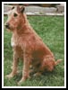 Irish Terrier - Cross Stitch Chart (image for) Irish Terrier - Cross Stitch Chart
