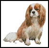 (image for) King Charles Cavalier - Cross Stitch Chart