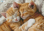 (image for) Kitty Cuddles (Facebook Group) - Cross Stitch Chart @