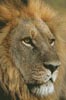 (image for) Lions Gaze - Cross Stitch Chart