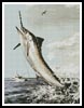 (image for) Marlin - Cross Stitch Chart