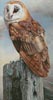 (image for) Mini Barn Owl on a Post - Cross Stitch Chart