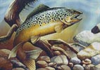 (image for) Mini Brown Trout - Cross Stitch Chart