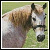 (image for) Mini Cleo the Pony - Cross Stitch Chart