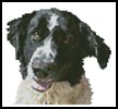 (image for) Mini Dog Close Up - Cross Stitch Chart