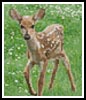 Mini Fawn - Cross Stitch Chart (image for) Mini Fawn - Cross Stitch Chart