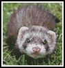 Mini Ferret - Cross Stitch Chart (image for) Mini Ferret - Cross Stitch Chart