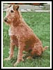 Mini Irish Terrier - Cross Stitch Chart (image for) Mini Irish Terrier - Cross Stitch Chart