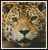 Mini Jaguar - Cross Stitch Chart (image for) Mini Jaguar - Cross Stitch Chart