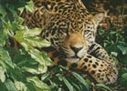 Mini Jaguar at Rest - Cross Stitch Chart (image for) Mini Jaguar at Rest - Cross Stitch Chart