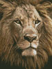 (image for) Mini Lion Close up - Cross Stitch Chart