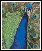 Mini Peacock 1 - Cross Stitch Chart (image for) Mini Peacock 1 - Cross Stitch Chart