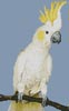 Mini Sulphur Crested Cockatoo - Cross Stitch Chart (image for) Mini Sulphur Crested Cockatoo - Cross Stitch Chart