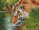 Mini Tiger Quenching Thirst - Cross Stitch Chart (image for) Mini Tiger Quenching Thirst - Cross Stitch Chart