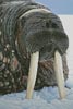 Mini Wally - Cross Stitch Chart (image for) Mini Wally - Cross Stitch Chart