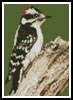 Mini Woodpecker - Cross Stitch Chart (image for) Mini Woodpecker - Cross Stitch Chart
