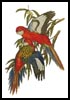 Parakeets - Cross Stitch Chart (image for) Parakeets - Cross Stitch Chart