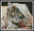 Peekaboo Cat - Cross Stitch Chart (image for) Peekaboo Cat - Cross Stitch Chart