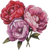 (image for) Peonies - Cross Stitch Chart @