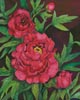 (image for) Peonies in Deep Red - Cross Stitch Chart