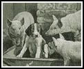 (image for) Pig Dog - Cross Stitch Chart