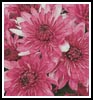 Pink Chrysanthemums - Cross Stitch Chart (image for) Pink Chrysanthemums - Cross Stitch Chart
