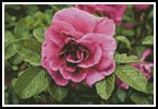 Pink Rose Photo - Cross Stitch Chart (image for) Pink Rose Photo - Cross Stitch Chart