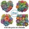 (image for) Rainbow Succulents Bundle - Cross Stitch Chart @