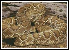 (image for) Rattlesnake - Cross Stitch Chart