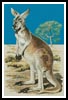 (image for) Red Kangaroo - Cross Stitch Chart