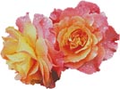 (image for) Roses in a Garden (No Background) - Cross Stitch Chart
